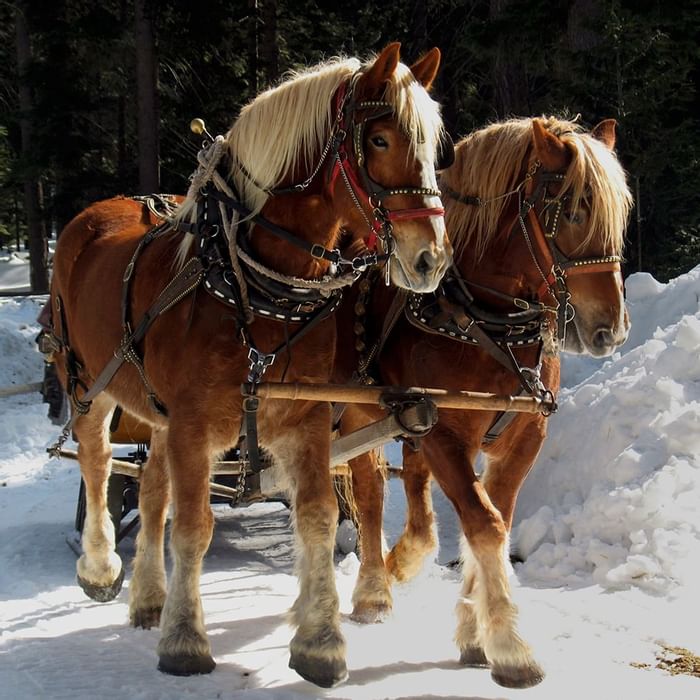 Zwei braune Pferde mit blonder Mähne stehen nebeneinander im Schnee, beide mit Geschirr angezogen.