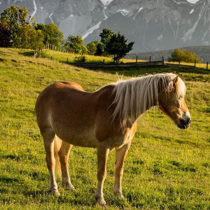 Falkensteiner Hotel Kronplatz Natur Pferd Sommer