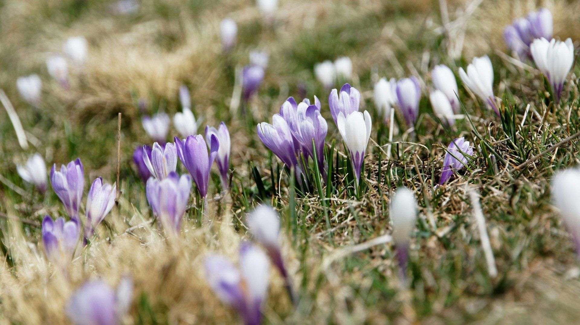 Un gruppo di crochi viola e bianchi spunta dall'erba secca e verde.