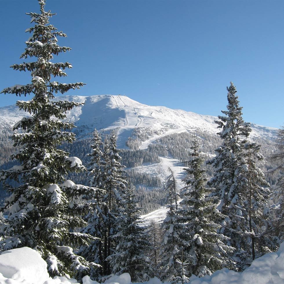 Schneebedeckte Kiefern und eine verschneite Berglandschaft unter einem klaren blauen Himmel.