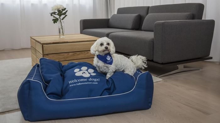 Weißer Hund auf einem blauen Hundebett in einem modernen Wohnzimmer mit grauem Sofa und Holztisch.